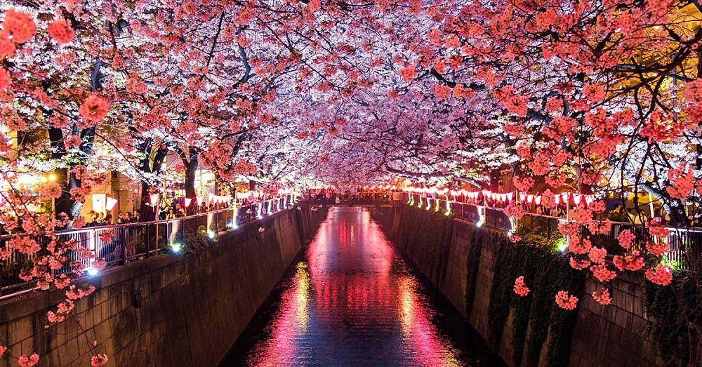 Cherry blossoms in Japan