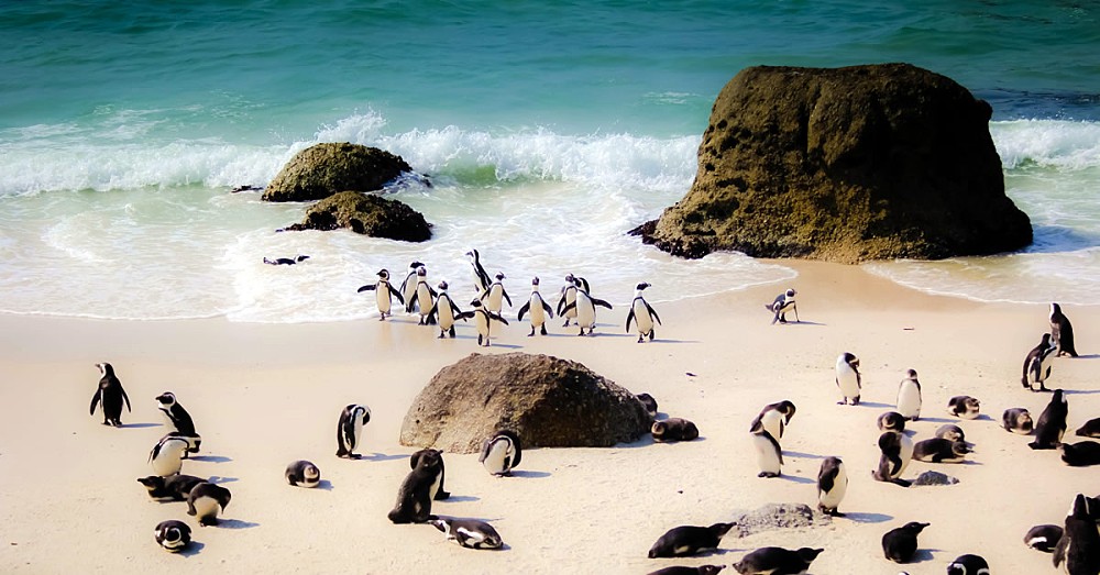 Penguins in South Africa