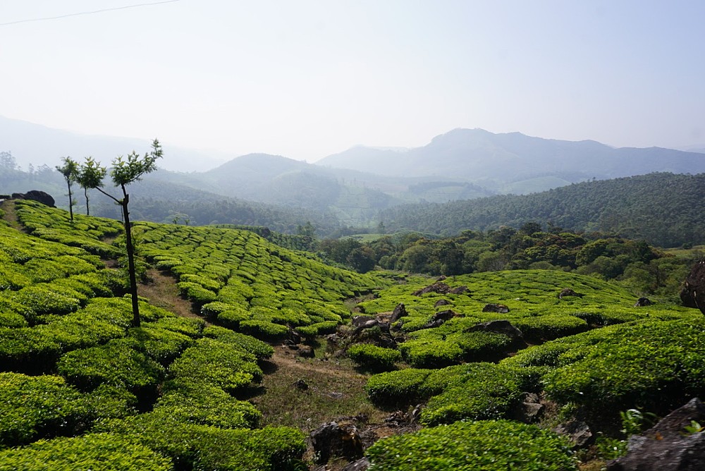 Tea plantation