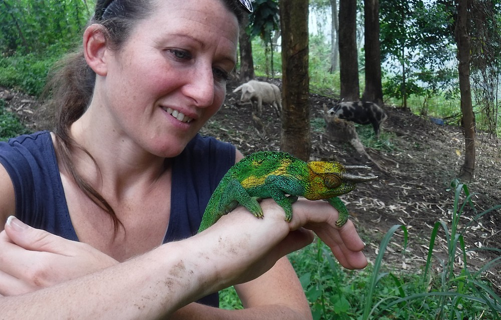 Horned chameleon