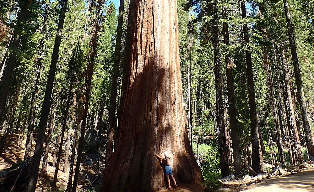 Hugging a giant sequoia tree