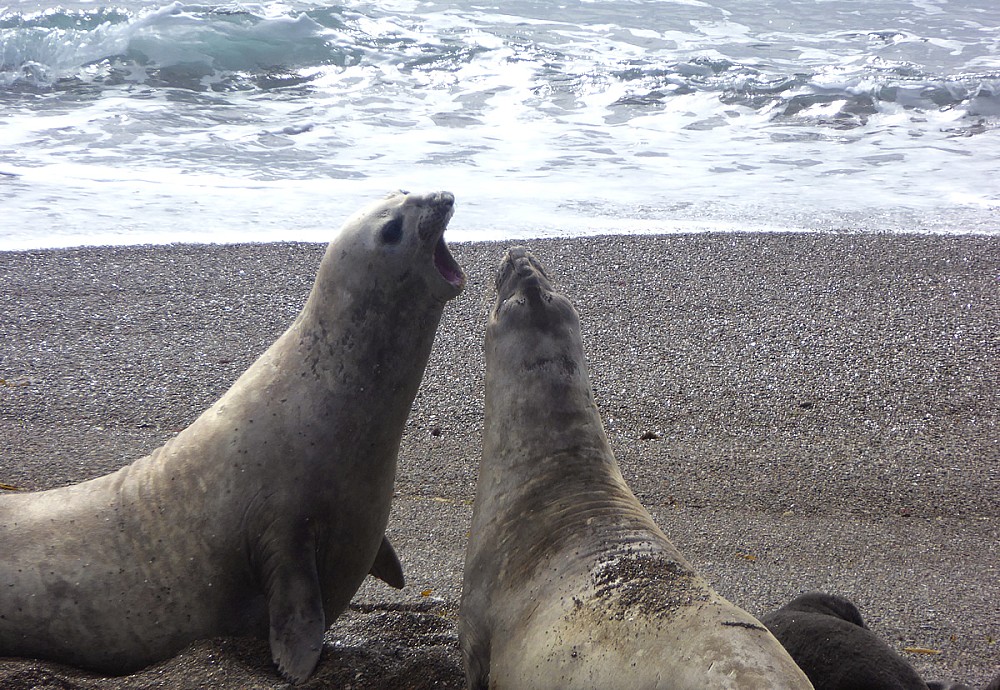 Sealions