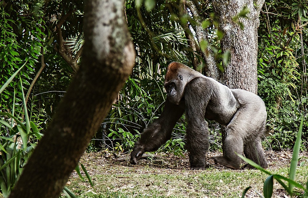 Silverback gorilla