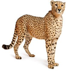 Cheetah